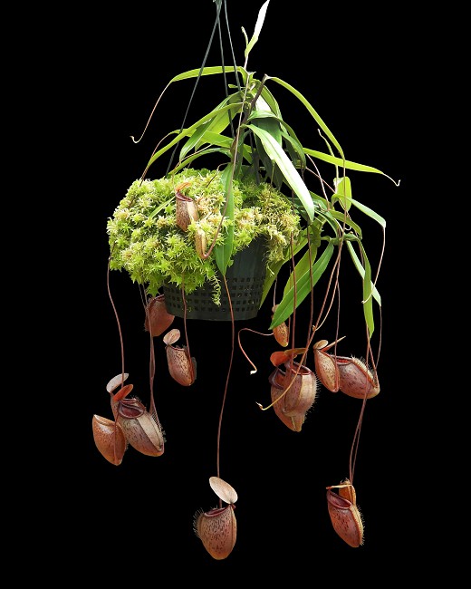 N. (hamata x glabrata) x tenuis – assorted clones