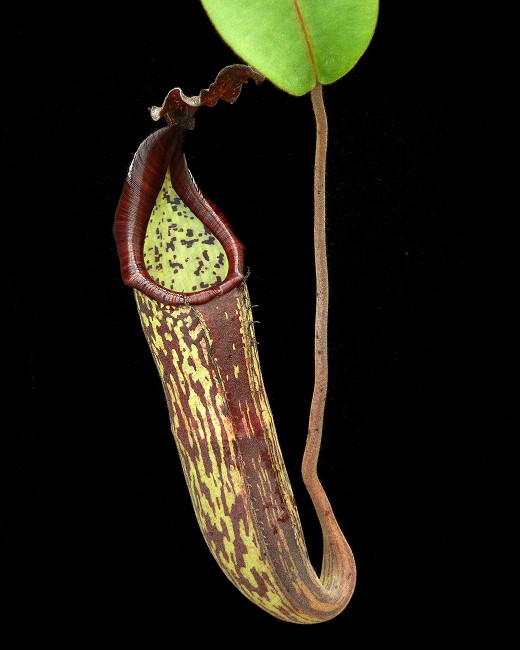 N. zakriana - Mamut Copper Mine - assorted clones