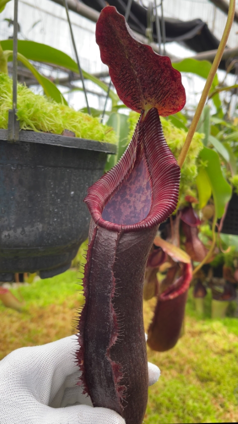 N. singalana x lowii – assorted clones