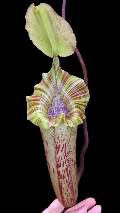 N. platychila x robcantleyi - assorted clones