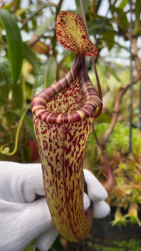 N. vogelii x ventricosa - selected clone