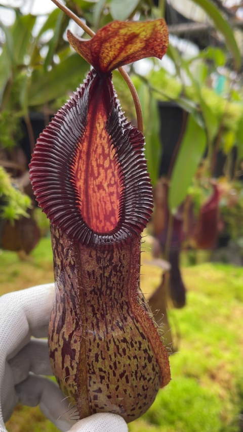 N. burkei x hamata – assorted clones