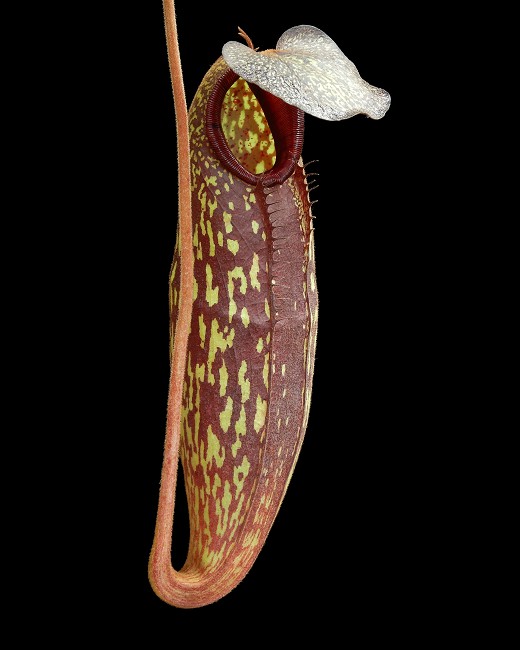 N. (aristolochioides x spectabilis) x klossii – assorted clones