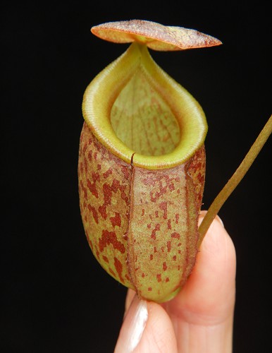 N. gymnamphora x tenuis - seed grown