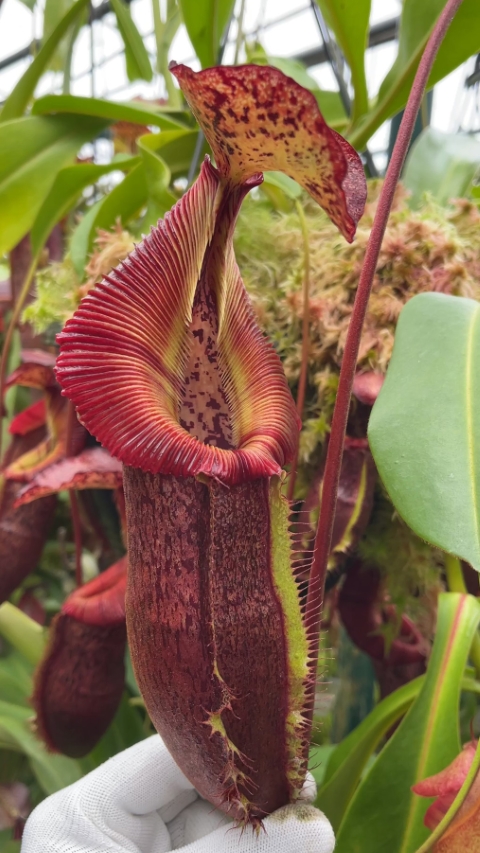 N. singalana x (burbidgeae x edwardsiana) – clone #4