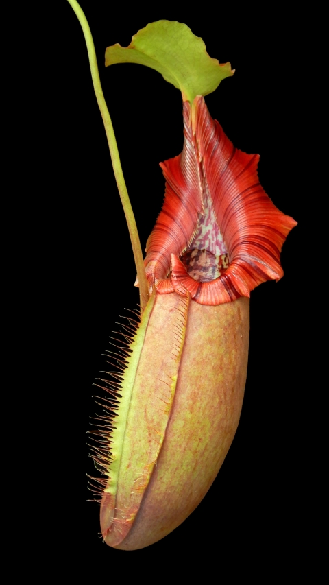 N. robcantleyi x ovata – best selected clone