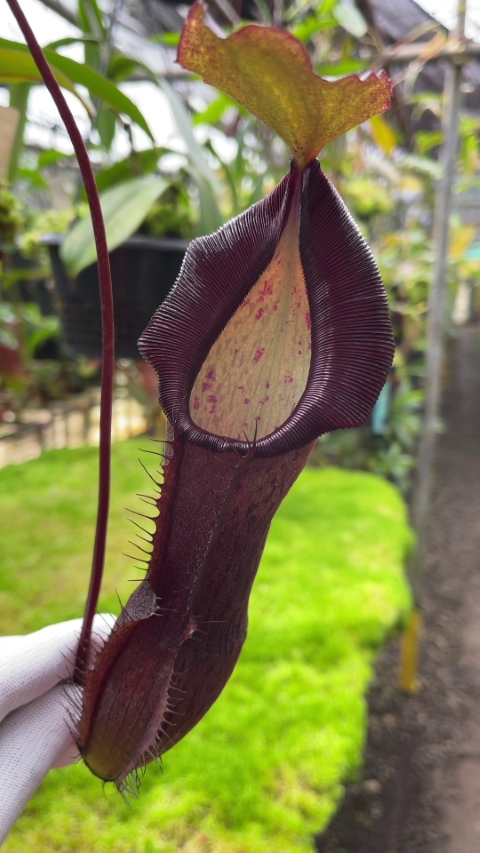 N. ramispina x singalana – selected clone