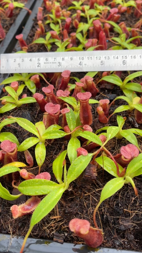 N. singalana x (burbidgeae x edwardsiana) – clone #4