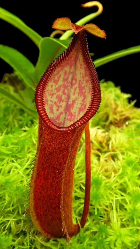 N. (singalana x diabolica) x hamata - assorted clones