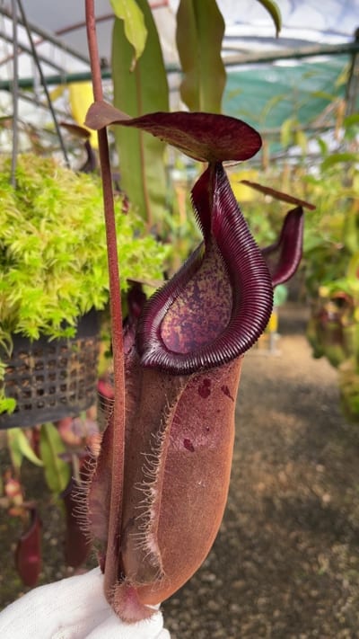 N. densiflora x rafflesiana - best selected clone