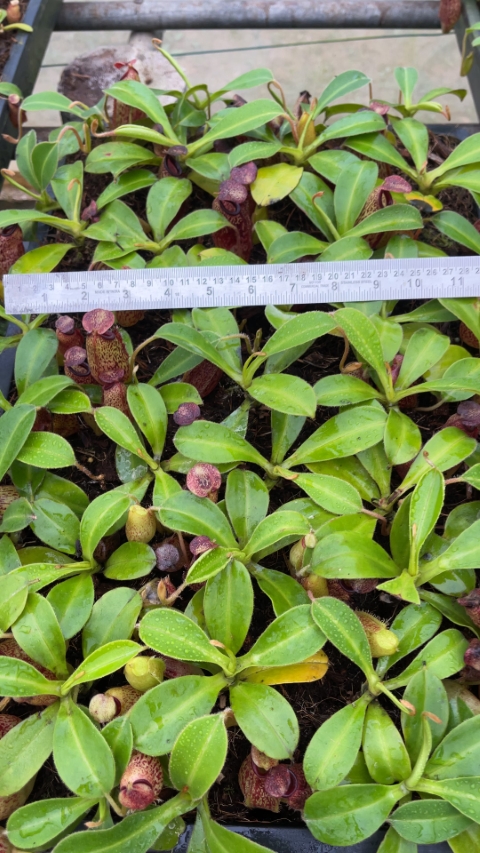 N. aristolochioides x veitchii - assorted clones