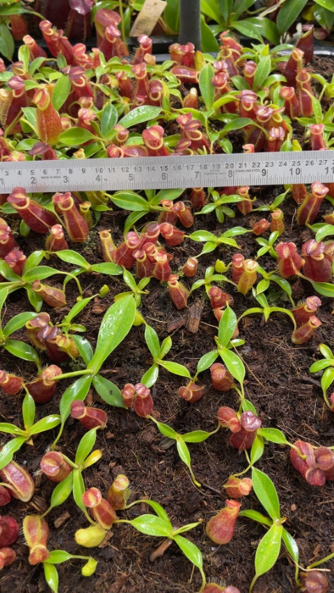 N. spathulata x gymnamphora – best selected clone