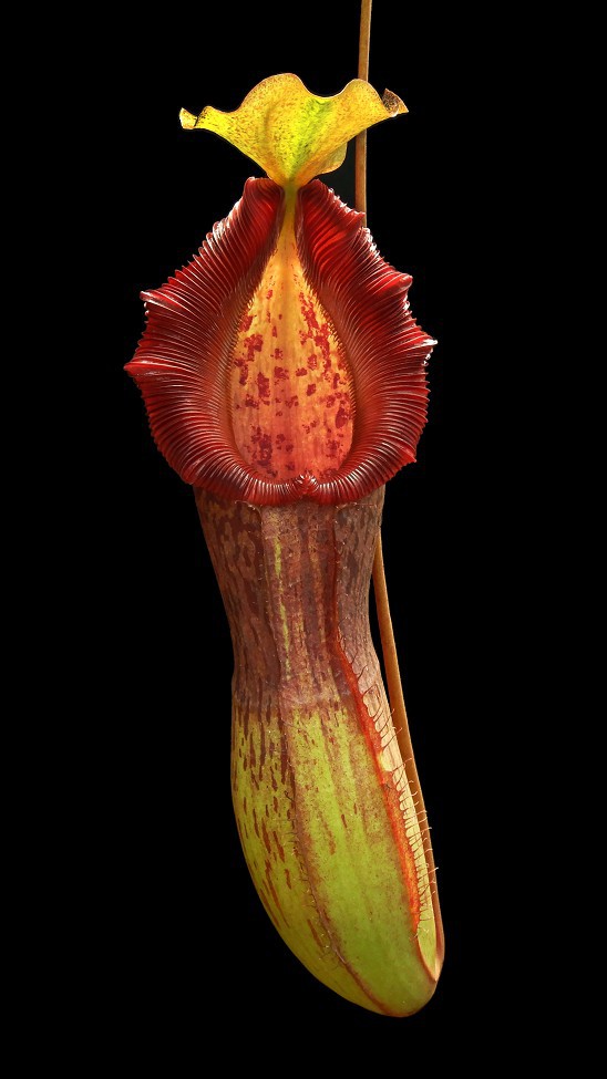 N. singalana x burkei - selected clone