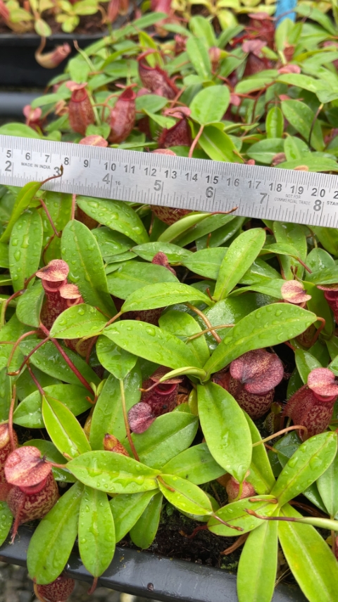 N. merrilliana x aristolochioides – best selected clones