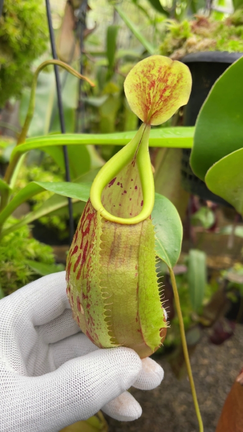 N. glabrata x veitchii - assorted clones