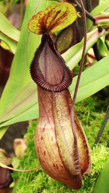 N. ‘Viking’ x hamata – assorted clones