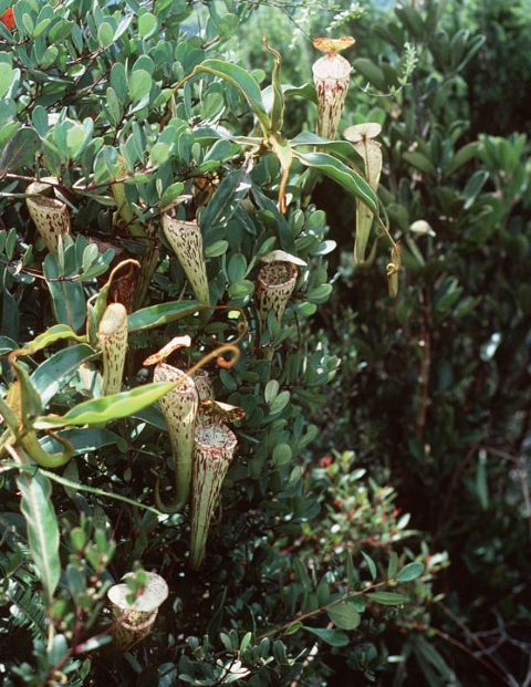 N. stenophylla – best selected clone