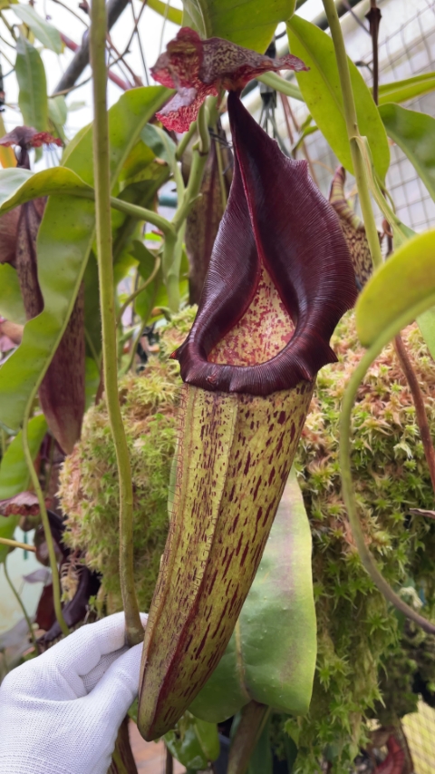 N. eymae – assorted clones