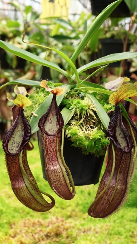 N. singalana x hamata - assorted clones