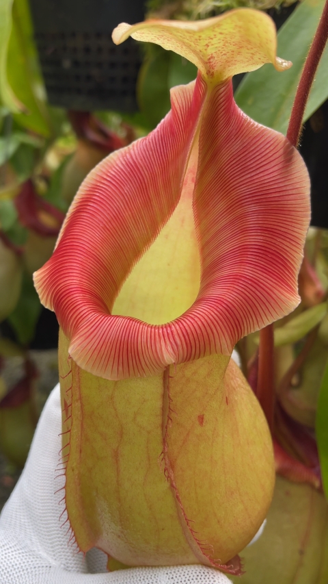 N. veitchii x ventricosa – selected clones