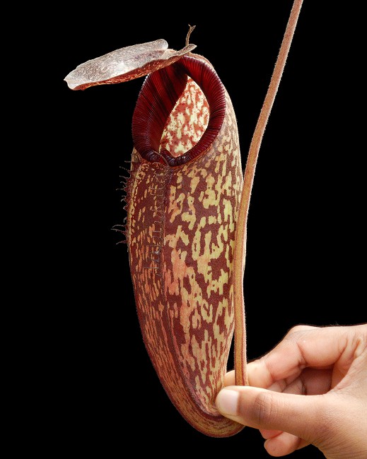 N. (aristolochioides x spectabilis) x klossii – assorted clones