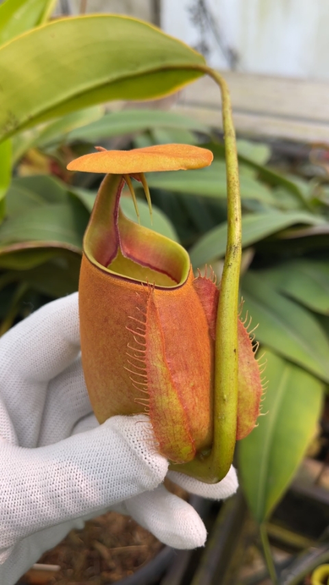 N. bicalcarata - Brunei orange - selected clone
