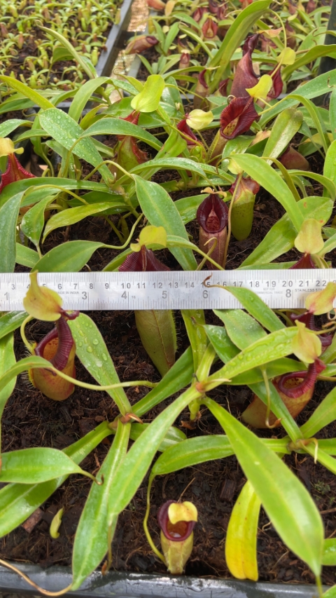 N. ovata – selected clone