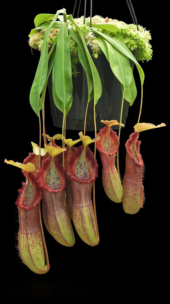 N. singalana x burkei - selected clone