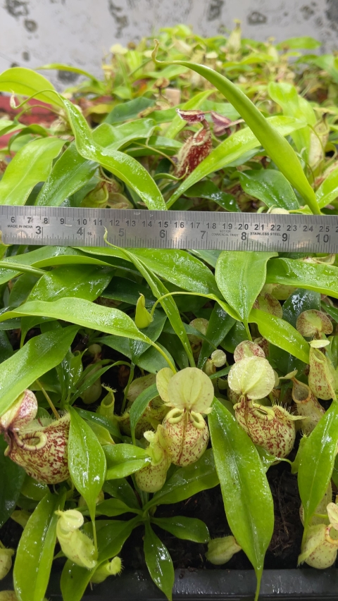 N. rafflesiana - Brunei speckled - selected clones