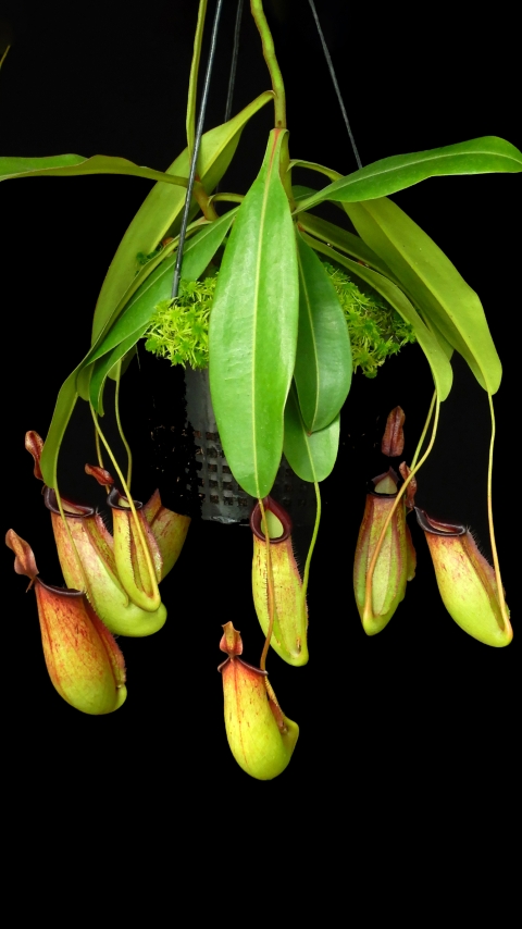 N. ampullaria x zakriana - selected clone # 3