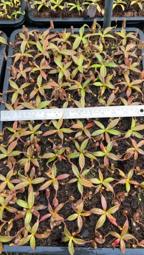 N. stenophylla – best selected clone