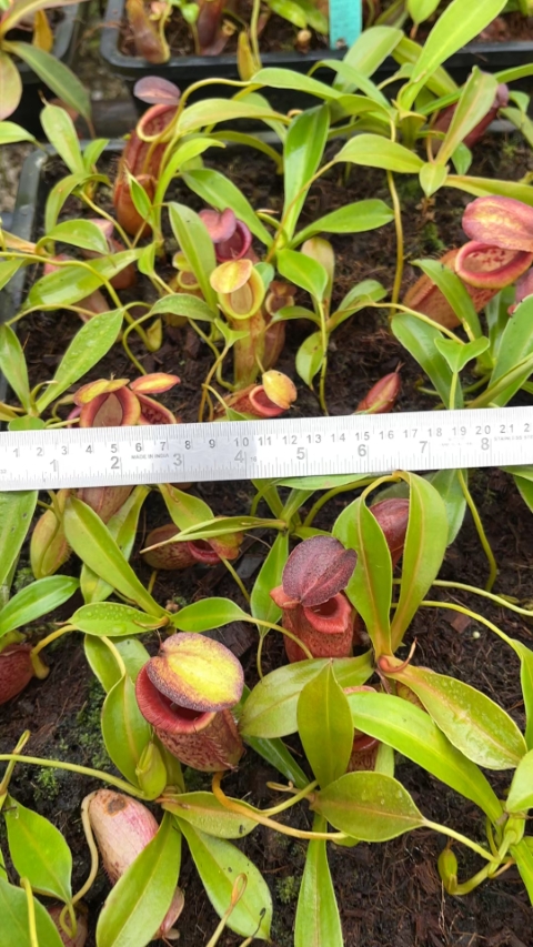 N. spathulata x tenuis - assorted clones