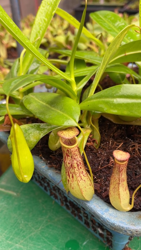 N. biak - selected clone