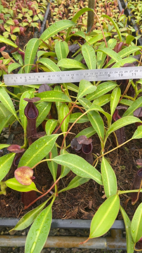 N. singalana x lowii – assorted clones