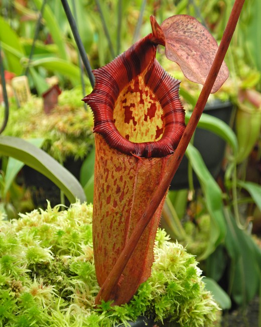 N. rajah x (burbidgeae x edwardsiana) – assorted clones