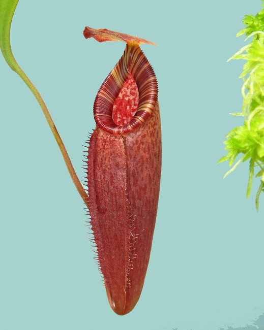 N. talangensis x (lowii x tentaculata) assorted clones