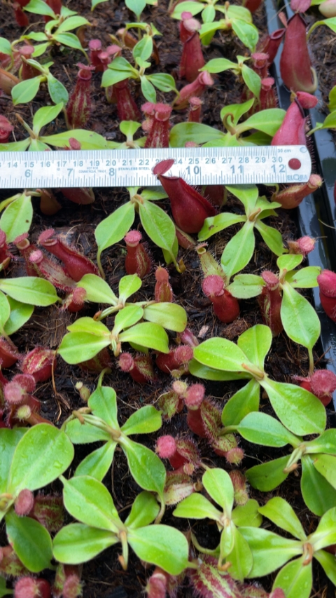 N. robcantleyi x ampullaria - selected clone