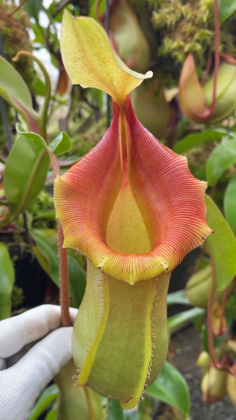 N. veitchii x ventricosa – selected clones