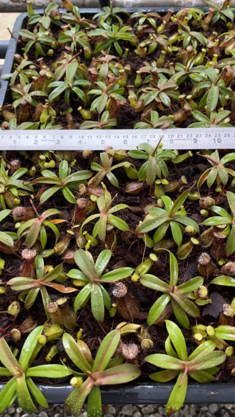 N. burkei x hamata – assorted clones