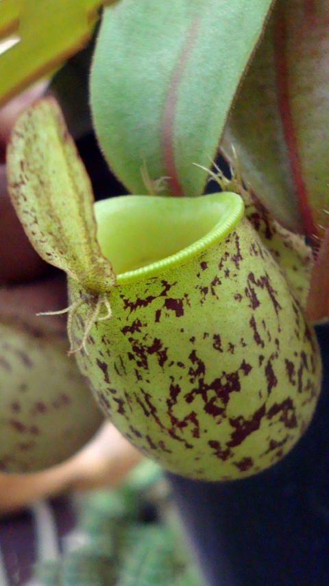 N. ampullaria - speckled