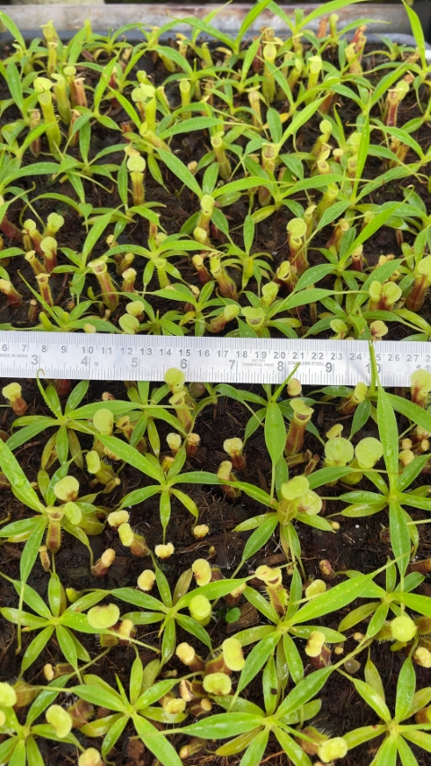 N. singalana - Belirang - best selected clone