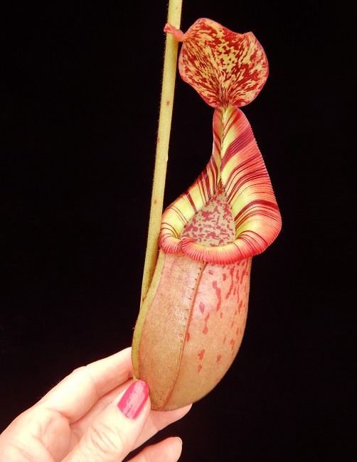 N. (veitchii x mira) x (burbidgeae x edwardsiana) - assorted clones