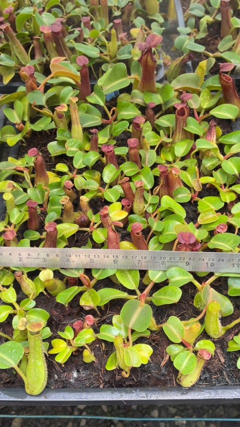 N. truncata – Pasian Highland