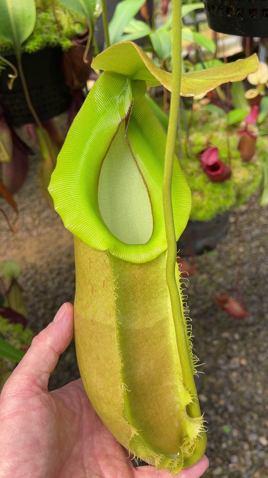 N. spathulata x merrilliana - selected clone