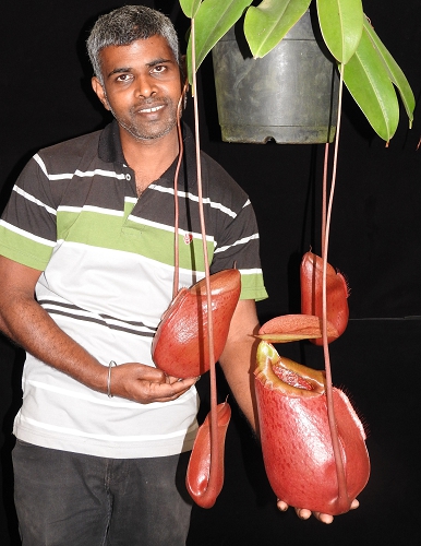 N. sibuyanensis x merrilliana – assorted clones