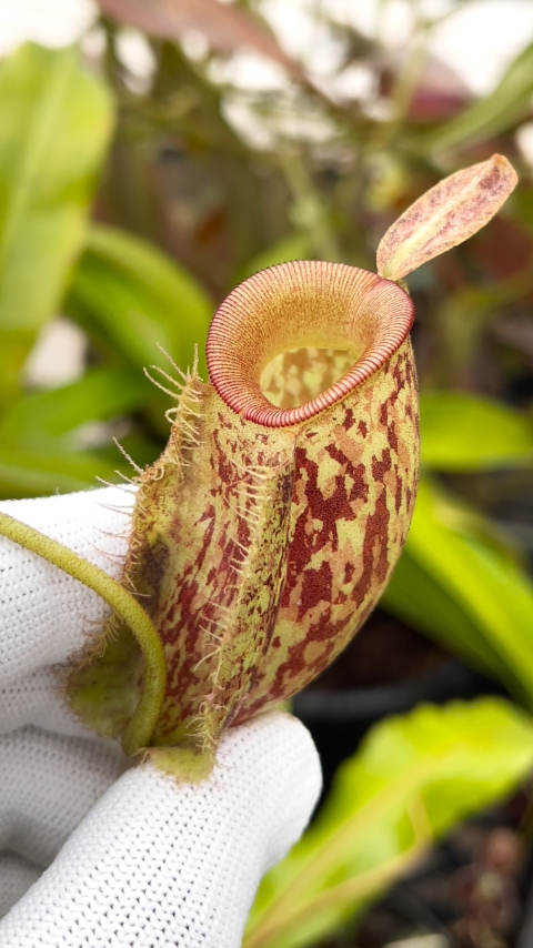 N. ampullaria -'Bronze Nabire’ - selected clone