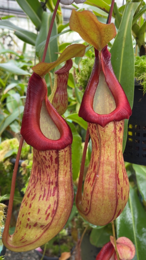 N. burkei x (burbidgeae x edwardsiana) - assorted clones