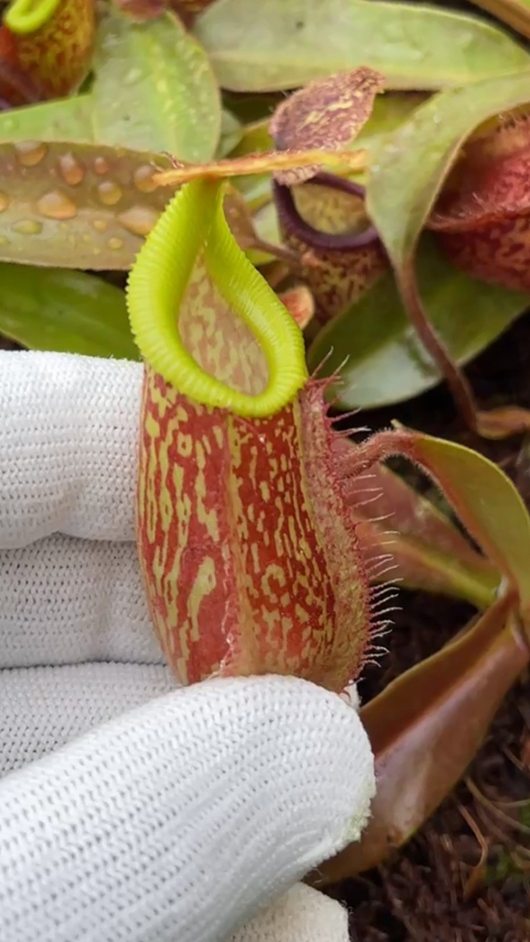 N. hamata x maxima - assorted clones