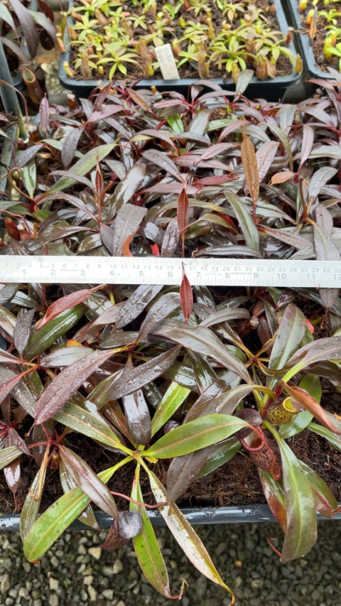 N. ceciliae - assorted clones