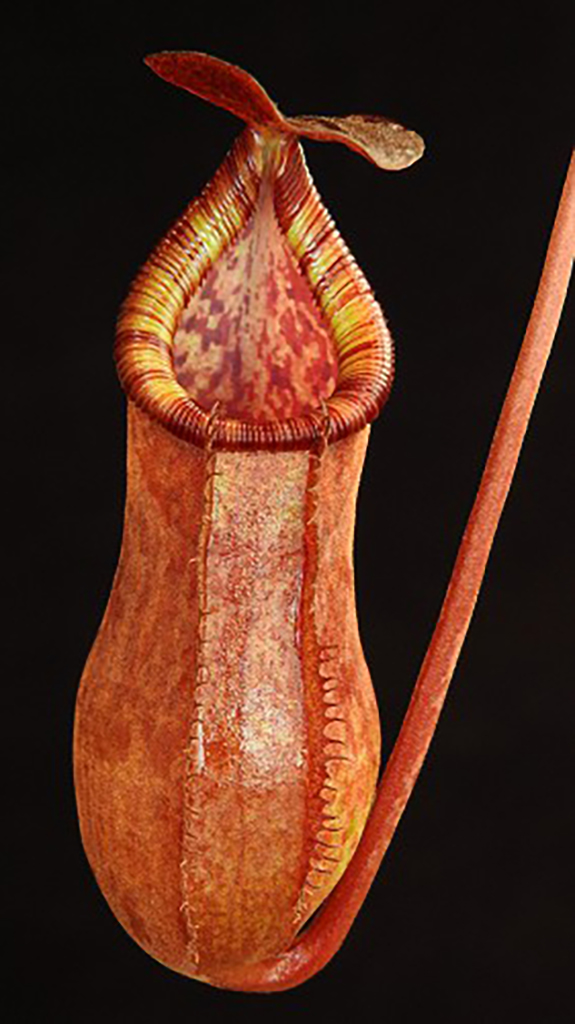 N. petiolata x (lowii x tentaculata) – assorted clones